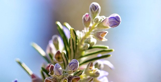 Rosemary to boost brain power and memory