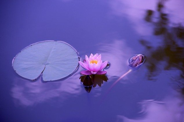 Waterlily floating on a lake 